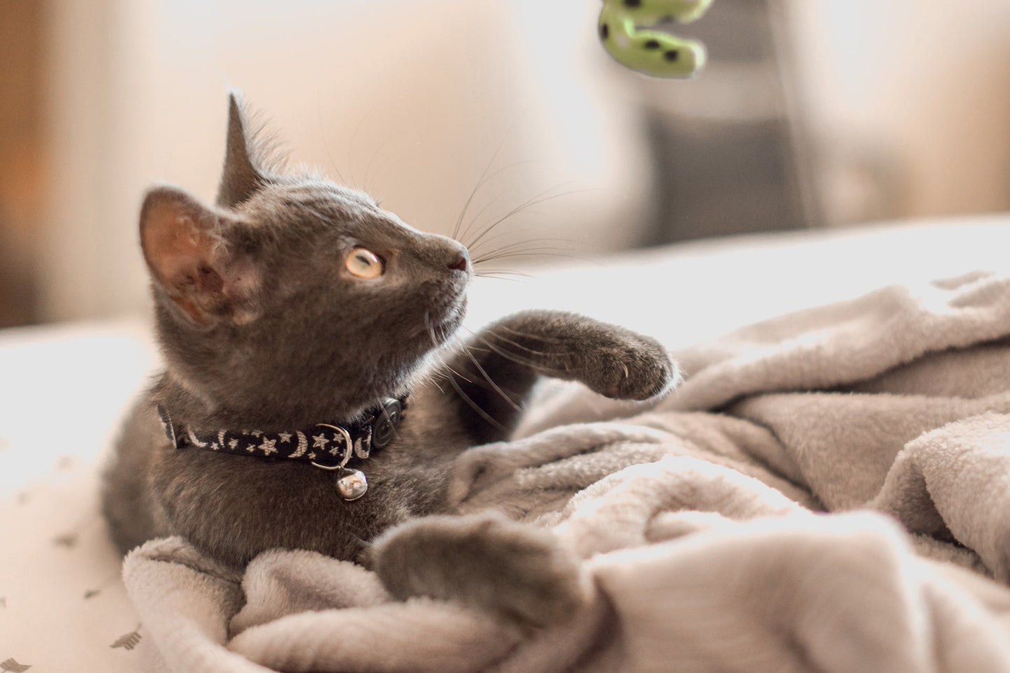 Cat Sitting