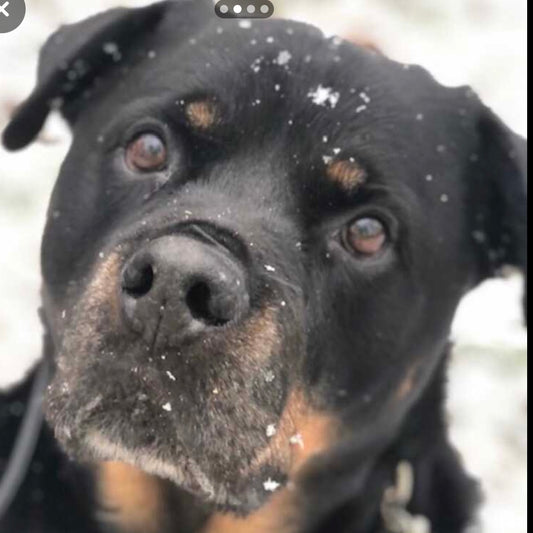 Farewell to Charles the Rottweiler