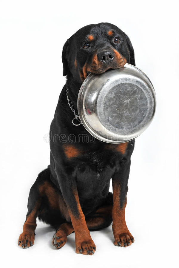 WoofswithLove